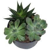 Foliera 5.5-in Potted Succulent Plant Garden