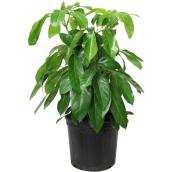 Plante d'intérieur verte Schefflera Amate en pot Foliera 10 po, arbre parasol