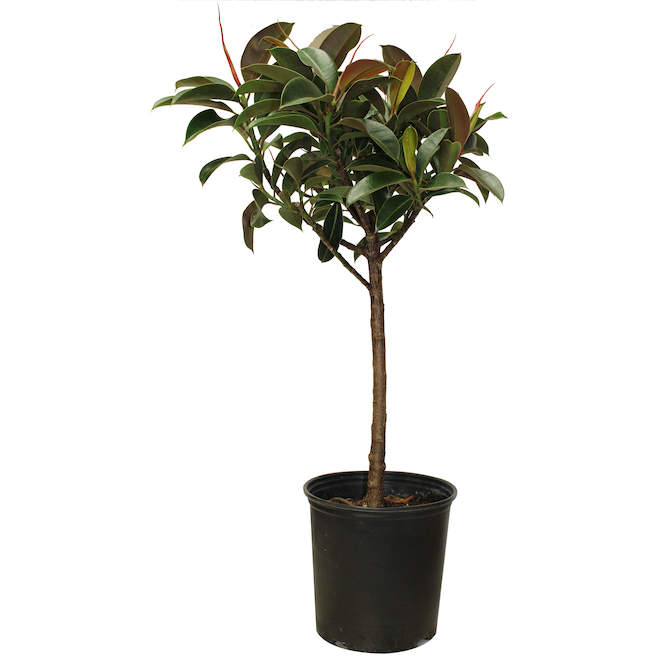 Plante d'intérieur verte Ficus elastica en pot Foliera 5 po, Arbre à caoutchouc