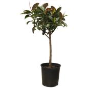 Foliera 10-in Potted Ficus Elastica Green Houseplant - Rubber Plant