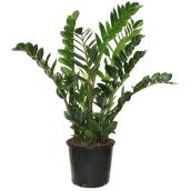 Plante d'intérieur verte Zamioculcas zamiifolia en pot Foliera 8 po, Plante ZZ