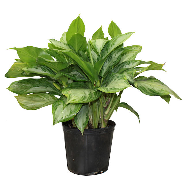 Foliera 8-in Potted Aglaonema Green Houseplant