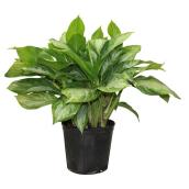 Foliera 8-in Potted Aglaonema Green Houseplant