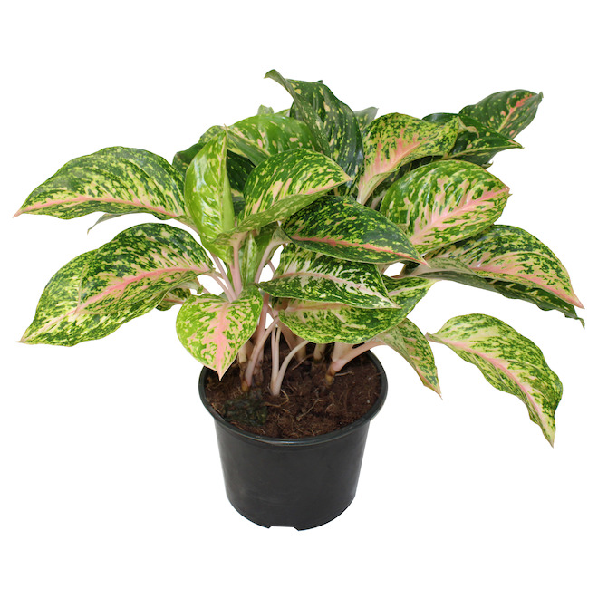 Foliera 8-in Potted Aglaonema Green Houseplant