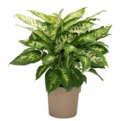 Foliera 8-in Potted Green Houseplant - Variegated Dieffenbachia