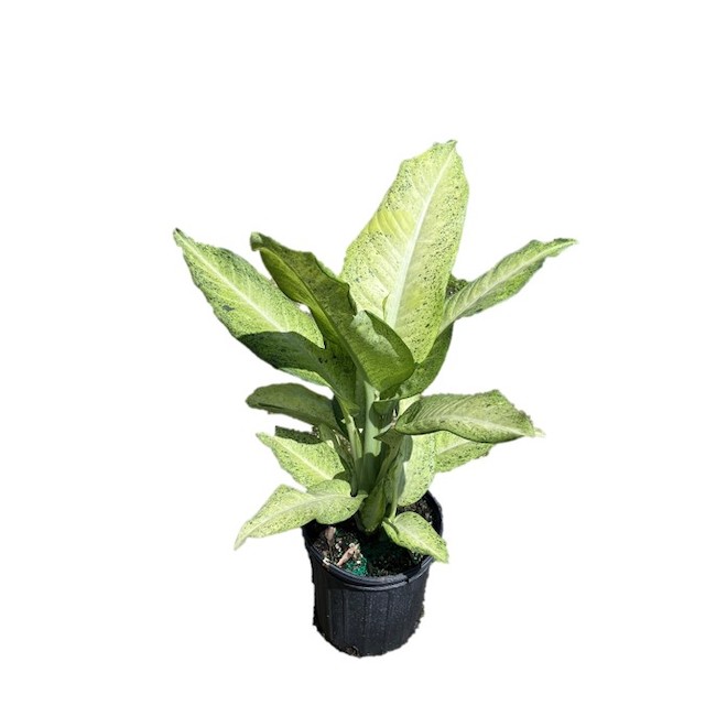 Foliera 8-in Potted Green Houseplant - Variegated Dieffenbachia