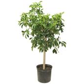 Plante d'intérieur verte Schefflera arboricola en pot Foliera 10 po, arbre parasol