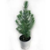 Plante d'intérieur en pot Foliera 4 po, pin italien