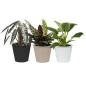 Foliera Assorted Tropical Plants in 6-in Metal Pots