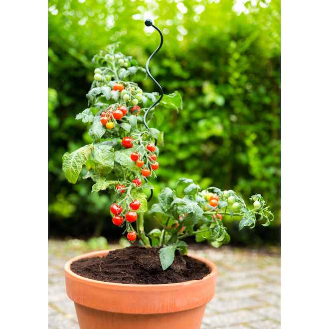 Peacock Mini Spiral Decorative Plant Tutor 22-in Green Metal