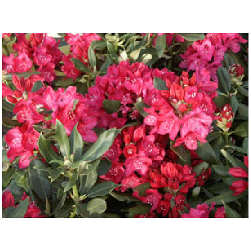 ABBOTSFORD Rhododendron - 2 Gallons - Assorted Colours 5RHMELANG2 | RONA