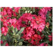 Rhododendron - 2 Gallons - Assorted Colours