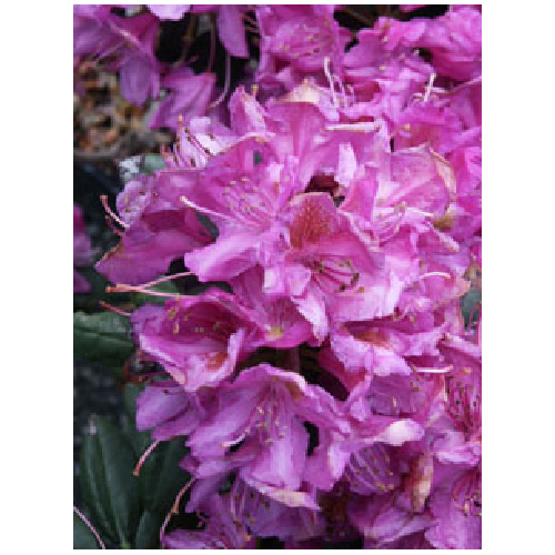 Rhododendron - Assorted