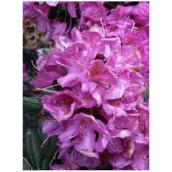 Rhododendron, assortis