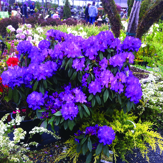 Rhododendron - Assorted