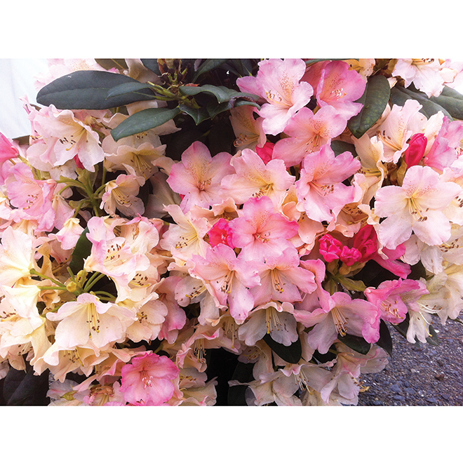 Rhododendron - Assorted
