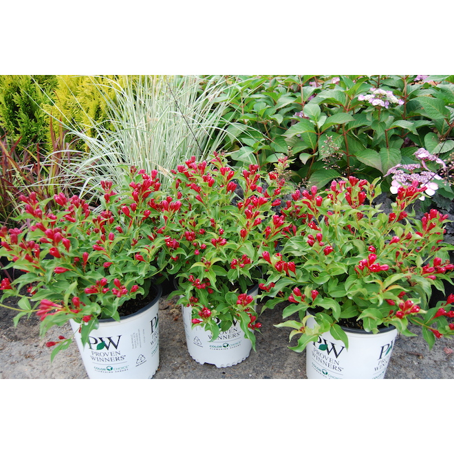 Weigela - Assorted