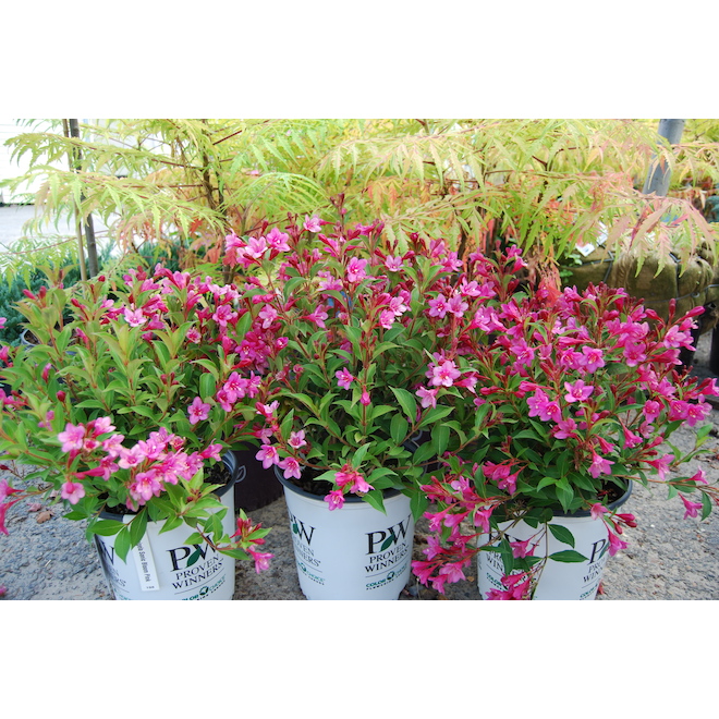 Weigela - Assorted