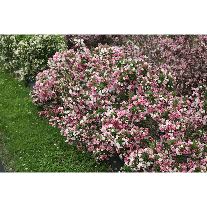 Weigela - Assorted