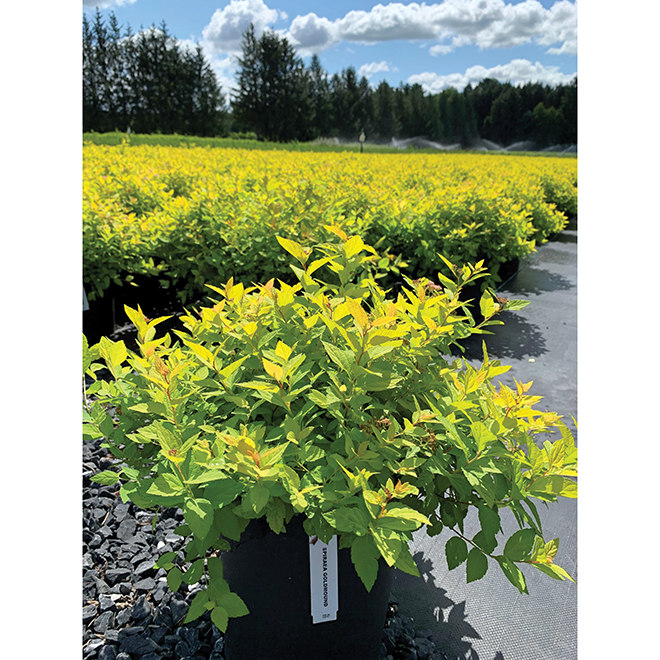 Spirea "Goldmound"