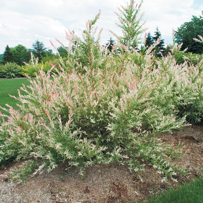 Hakuro Nishiki Willow