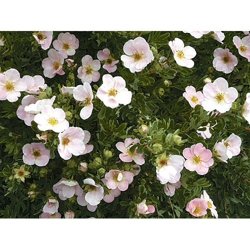 Potentilla - Assorted - 2-Gallon Pot