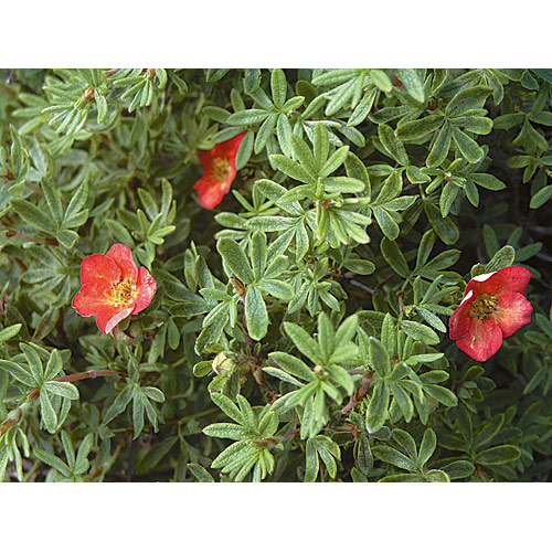 Potentilla - Assorted - 2-Gallon Pot