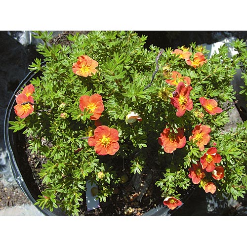 Potentilla - Assorted - 2-Gallon Pot