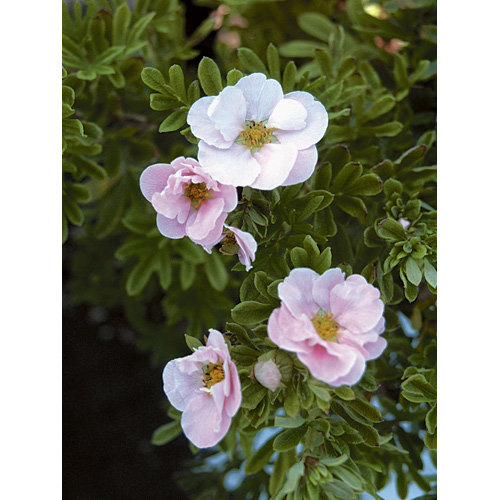 Potentilla - Assorted - 2-Gallon Pot