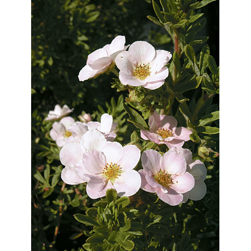 Potentilla - Assorted - 2-Gallon Pot