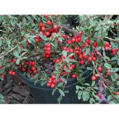 Arbuste Cotoneaster Coral Beauty, 1 gallon, vert/rouge