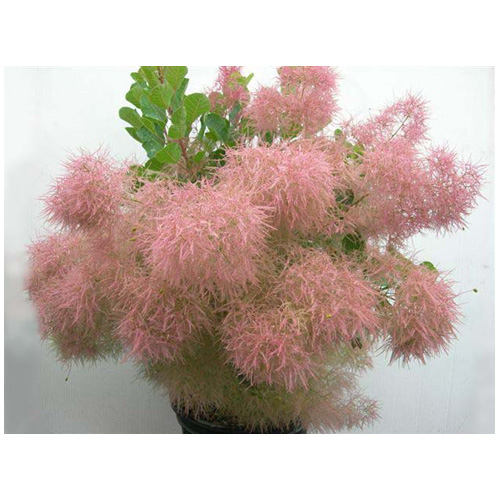 Abbotsford - Assorted Cotinus - 3 Gallons