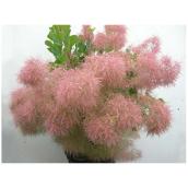 Cotinus assorti, Abbotsford, 3 gallons