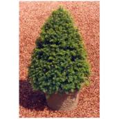 Taxus Capitata (Cuspidata)/If du Japon, 60 cm
