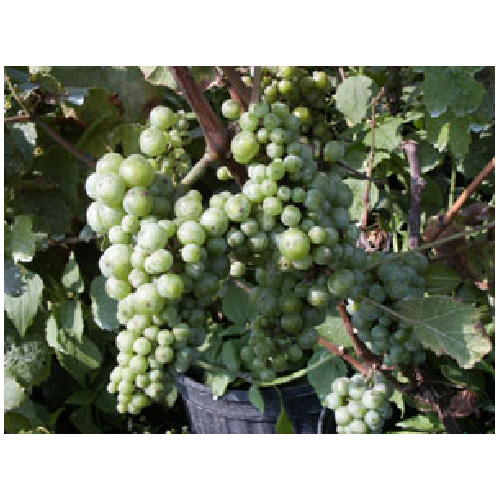 Grape Vine - Assorted
