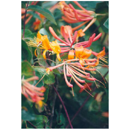 Climbing Honeysuckle - Assorted