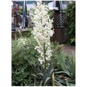 Yucca filamentosa 3 ans, Pépinière Abbotsford