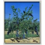 Blueberry Plant - Assorted