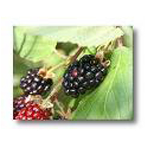 Assorted Blackberry #2