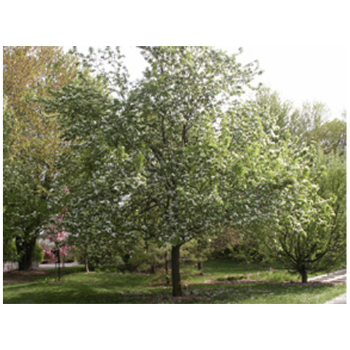 Assorted Pear Tree - # 7 Container