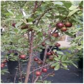Plum Tree - 4 Varieties in 1 Tree - Assorted