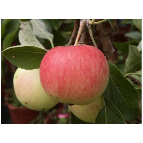 Apple Tree - 4 Apple Variety - Assorted