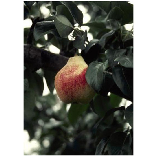 Pear Tree - 4 Pear Variety - Assorted
