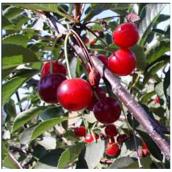 Cherry Tree 4-in-1 - # 7 Grower Pot - Assorted