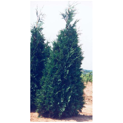 Thuya Nigra - Pépinière Abbotsford - #7 - 110 cm - Green