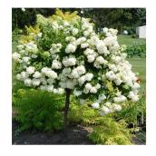 Hydrangea Paniculée sur tige, 125 cm, assorti