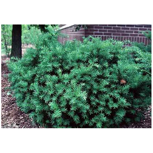 Taxus Densiformis - #3 Pot