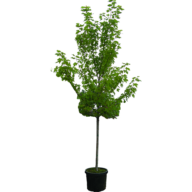 Assorted Trees - Pot # 7