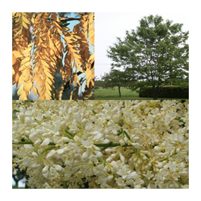 Assorted Trees - Pot # 7