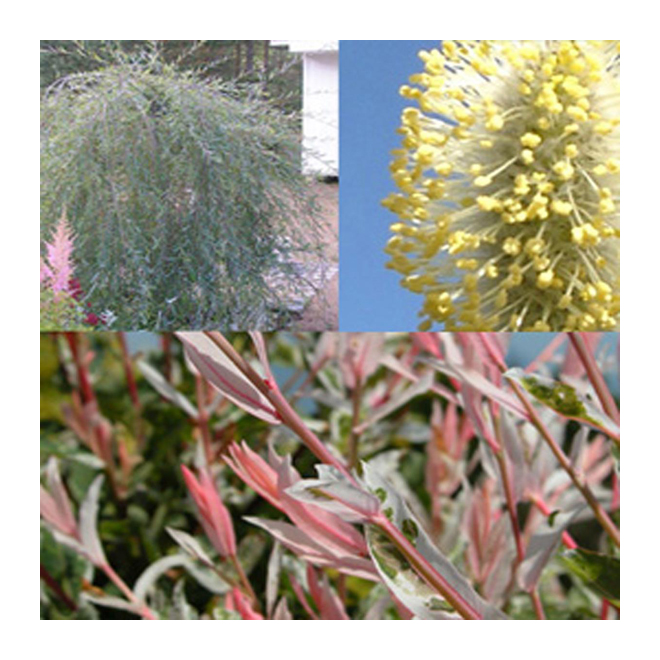 Abbotsford - Willow - 5 gallons - Assorted